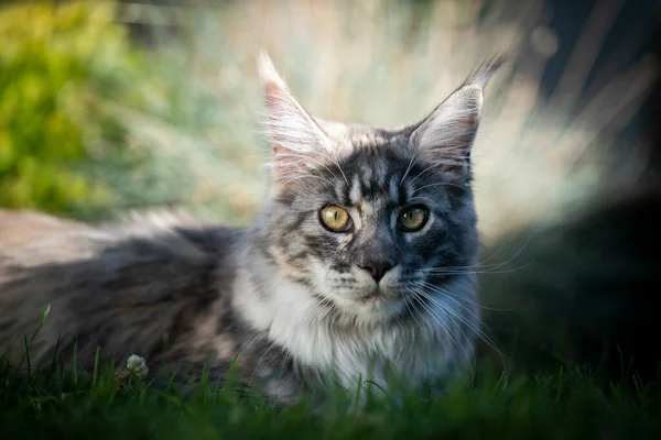 Maine coon cat resting in the shade in summer — Stock Photo, Image