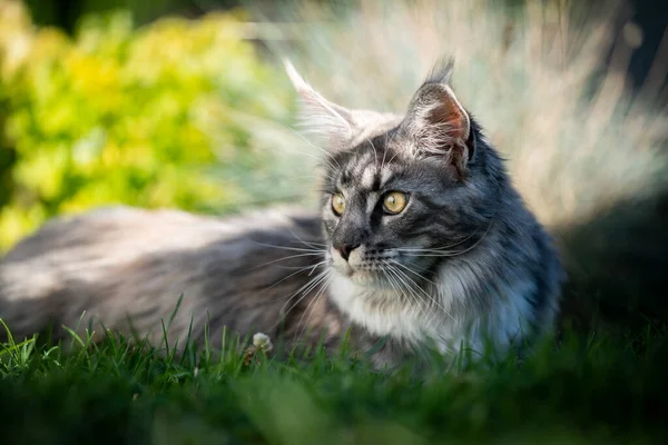 Maine coon gato descansando na sombra no verão — Fotografia de Stock