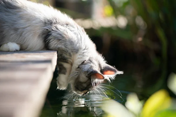 Maine Coon gattino accanto a uno stagno — Foto Stock