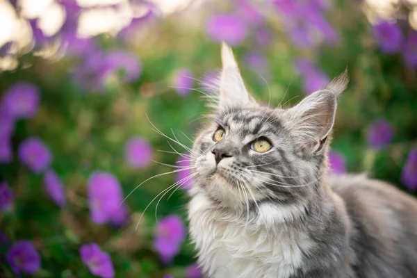 Maine coon gato retrato com flores cor de rosa — Fotografia de Stock