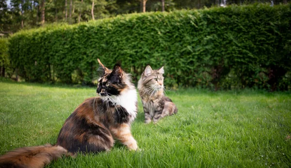 Két fõ Mosómedve macskák -ban kert — Stock Fotó