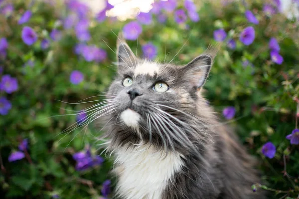 Maine coon gato retrato com flores — Fotografia de Stock