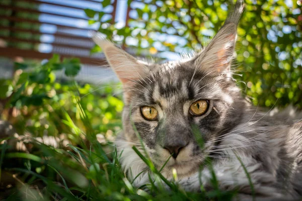 Maine coon gatto riposo in luogo ombreggiato all'aperto — Foto Stock