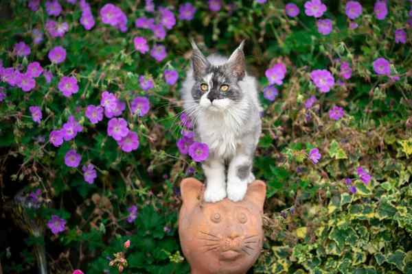 Кошеня шаруватого купола між квітами — стокове фото