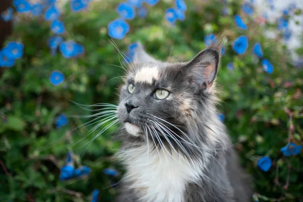 Maine coon gato retrato com flores — Fotografia de Stock