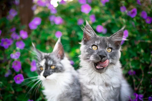 Два мейн-куна котят между цветущими растениями — стоковое фото