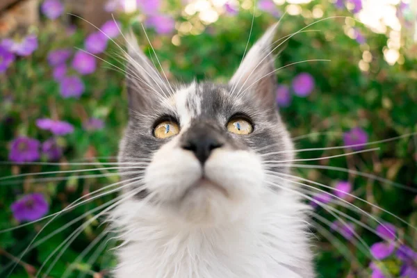 Maine casulo gatinho bigodes — Fotografia de Stock