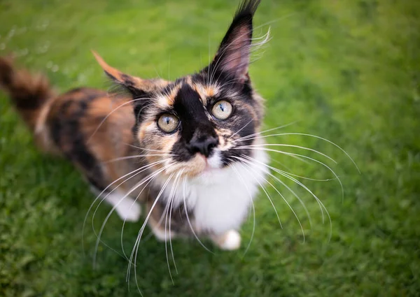 Calico maine casulo gatinho retrato — Fotografia de Stock