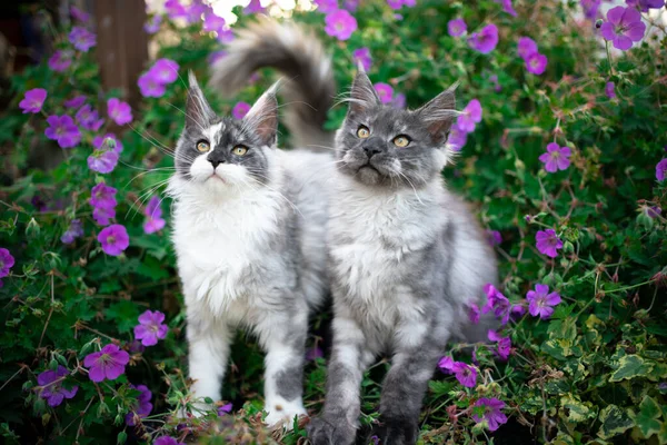 Dvě hlavní mývalí koťátka mezi kvetoucími rostlinami — Stock fotografie