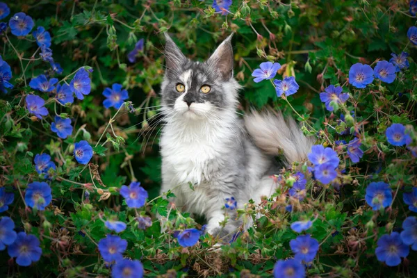 Maine Mosómedve cica között virágok — Stock Fotó