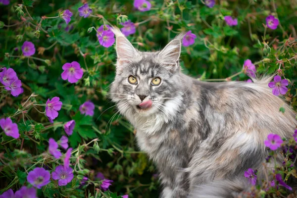 Maine Pesukarhu kissanpentu välillä vaaleanpunaisia kukkia — kuvapankkivalokuva