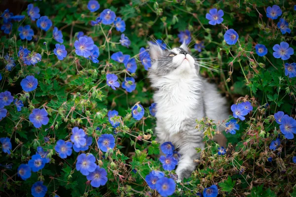 Maine coon gatinho entre as flores — Fotografia de Stock