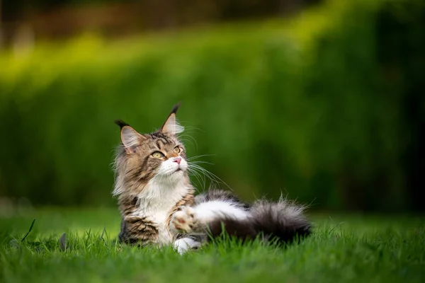 Tabby maine ρακούν γάτα στο πράσινο κήπο — Φωτογραφία Αρχείου