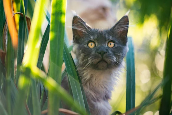 海燕猫科动物肖像 — 图库照片