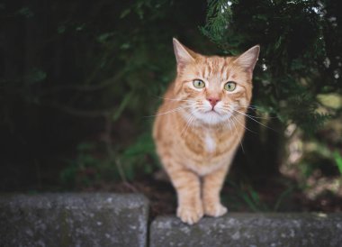 Kaldırımda meraklı kızıl kedi