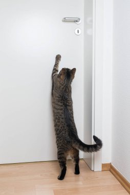 Kedi kapıyı açmaya çalışıyor.