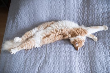 Yorgun kedi yatakta uzanıyor.