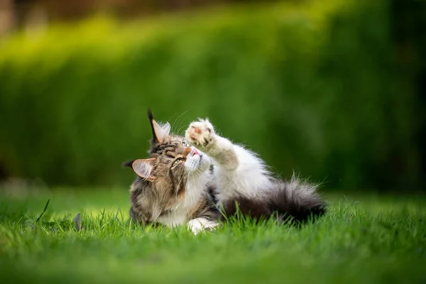 Fõ Mosómedve macska ápolás szőrme -ban természet -val zöld sövény -ban háttér — Stock Fotó