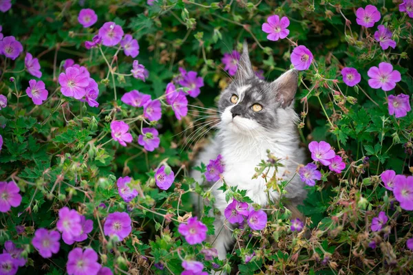 Maine coon kitten tussen de bloemen — Stockfoto