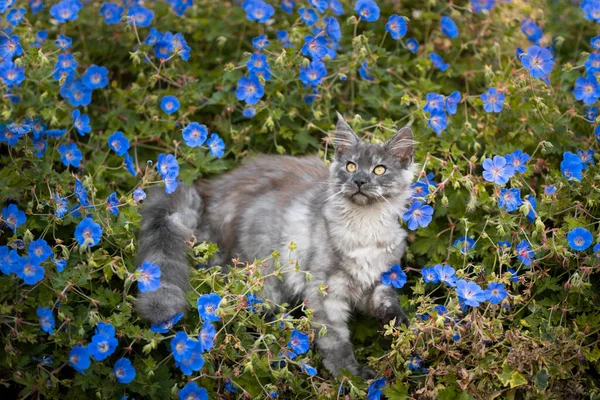 Maine coon kitten in between flowers — Stock Photo, Image