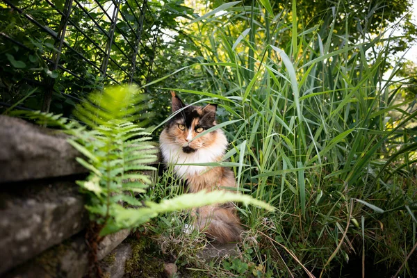 Maine coon kitte in green foliage — Stock Photo, Image