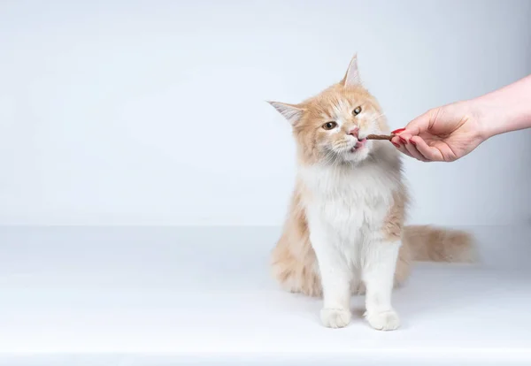 Mão alimentando gato com guloseimas — Fotografia de Stock