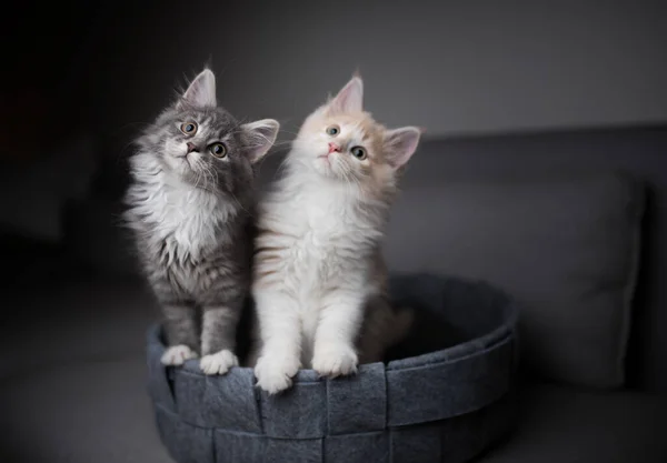 Дві грайливі кошенята-куни пліч-о-пліч — стокове фото