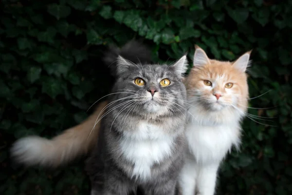 Dois maine casulo gatos na natureza — Fotografia de Stock