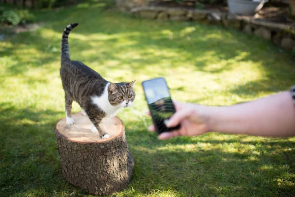 photographing cat with smart phone
