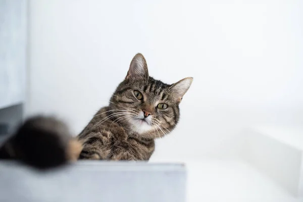 Curioso gatto tabby guardando giù — Foto Stock