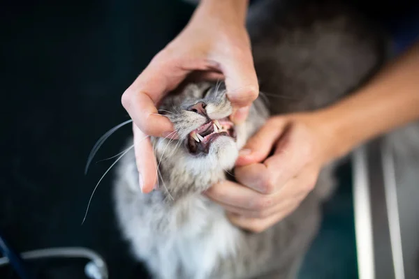 cat teeth examination at veterinarian