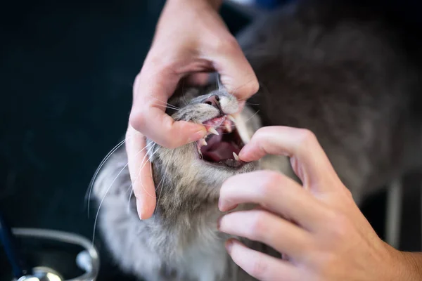 Examen de dientes de gato en veterinario — Foto de Stock