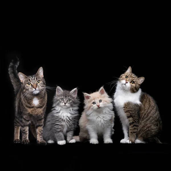 Портрет чотирьох різних котів і кошенят — стокове фото
