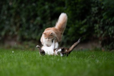 İki eğlenceli dövüşçü kedi.