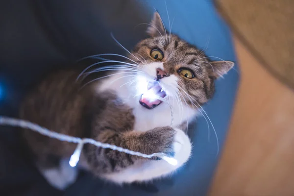 Gato masticar en cuerda de luz — Foto de Stock