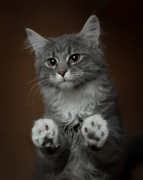 メイン・カヌーの子猫は悲しい — ストック写真
