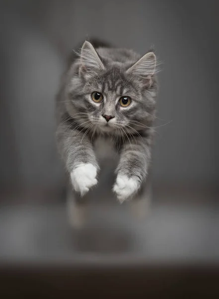 Cat jumping over couch — Stock Photo, Image