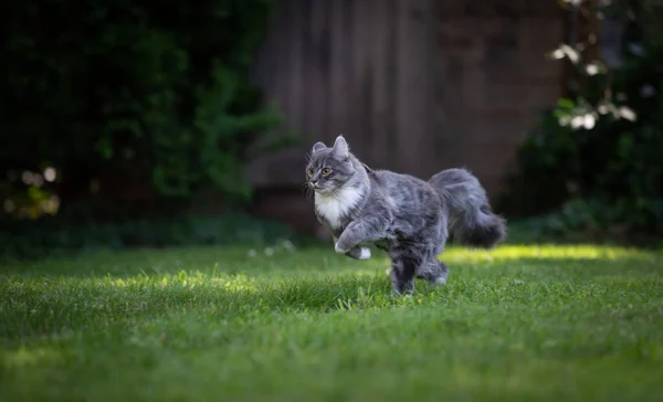 Maine coon gato correndo no jardim — Fotografia de Stock