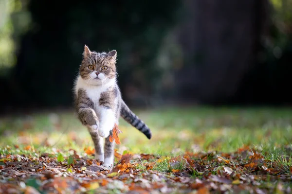 cat running on autum leaves