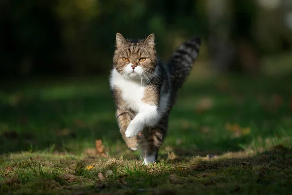 Correndo gato na luz do sol — Fotografia de Stock