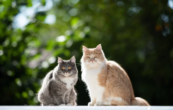 Dois gatos de casulo de maine coloridos diferentes — Fotografia de Stock