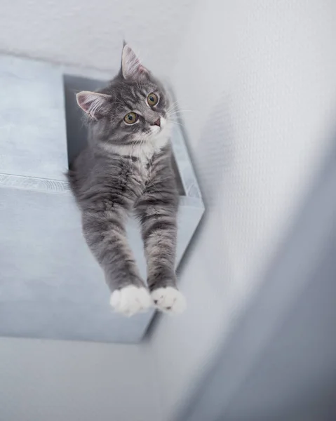 애완 동물 동굴에 있는 고양이 — 스톡 사진