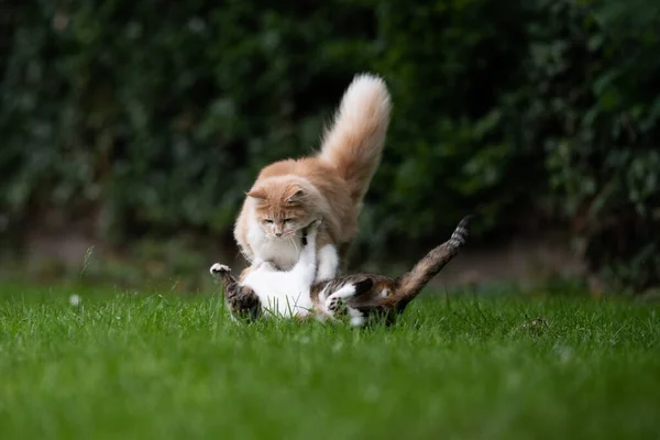Dois gatos lutadores brincalhões ao ar livre — Fotografia de Stock