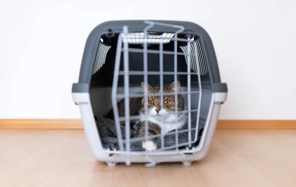 Katze in Transportbox — Stockfoto
