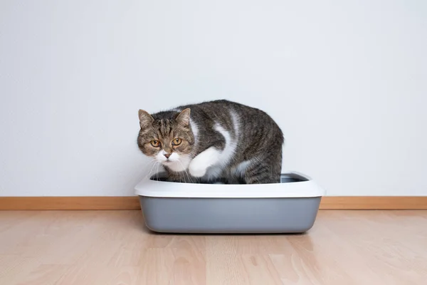 Кошка Тэбби с помощью литровальной коробки — стоковое фото