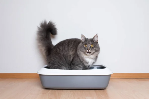 Maine Coon Katze mit Wurfbox — Stockfoto