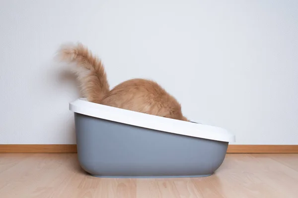 Maine Coon Katze mit Wurfbox — Stockfoto