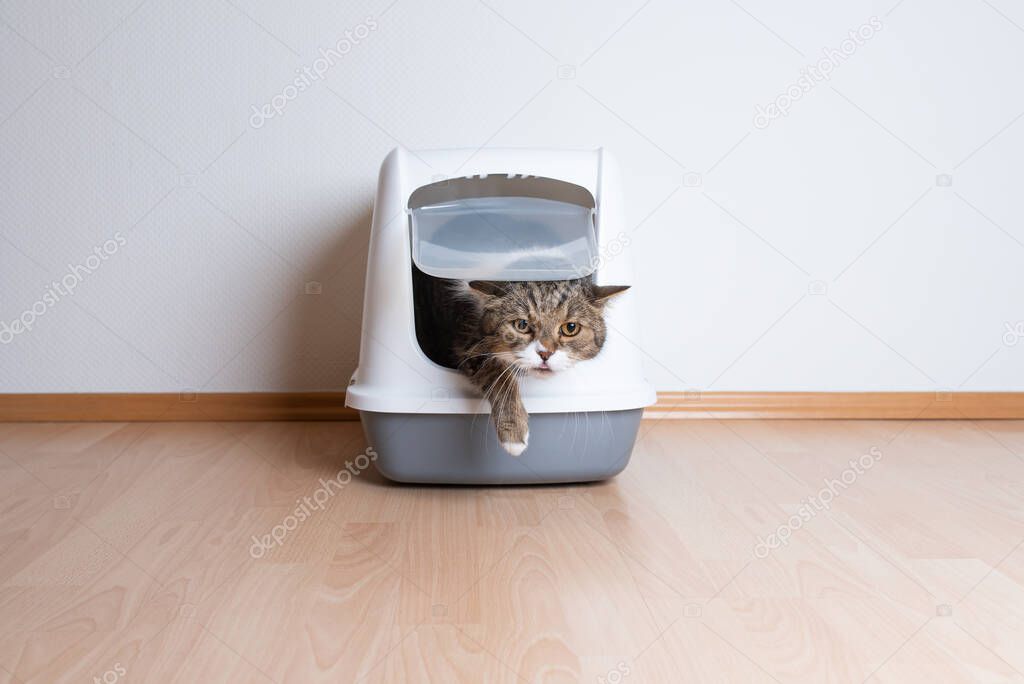cat using hooded litter box