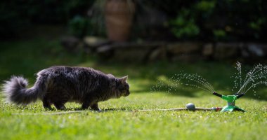 Kedi bahçe fıskiyelerinin suyunu merak ediyor.