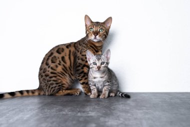 Farklı renklerde genç Bengal kedileri ve kedi yavrusu